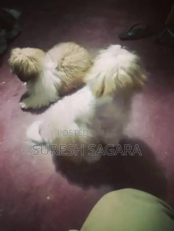 Shih Tzu Puppies