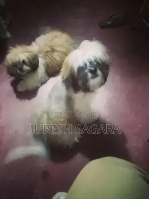 Shih Tzu Puppies
