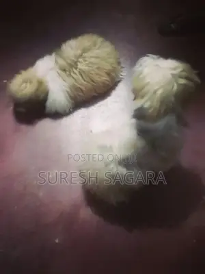 Shih Tzu Puppies