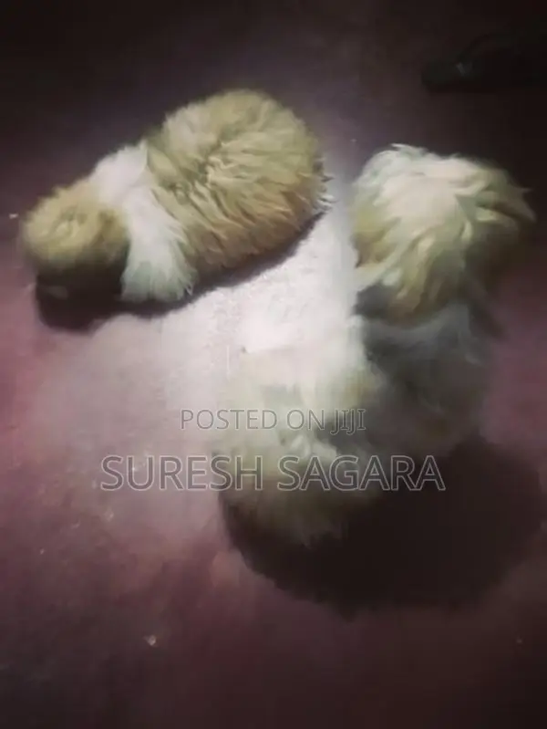 Shih Tzu Puppies