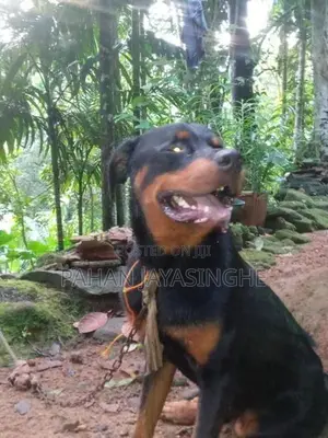 Rottweiler Puppy