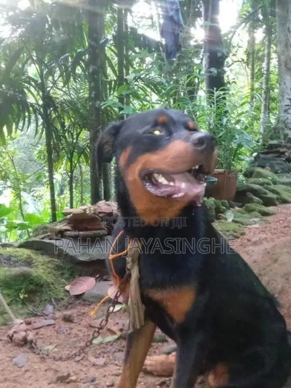 Rottweiler Puppy