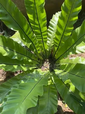 Bird Nest Plant