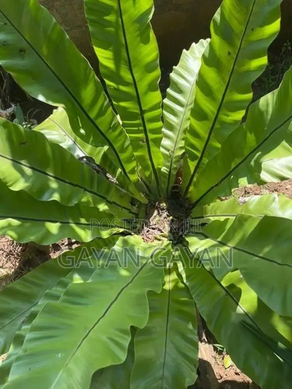 Bird Nest Plant
