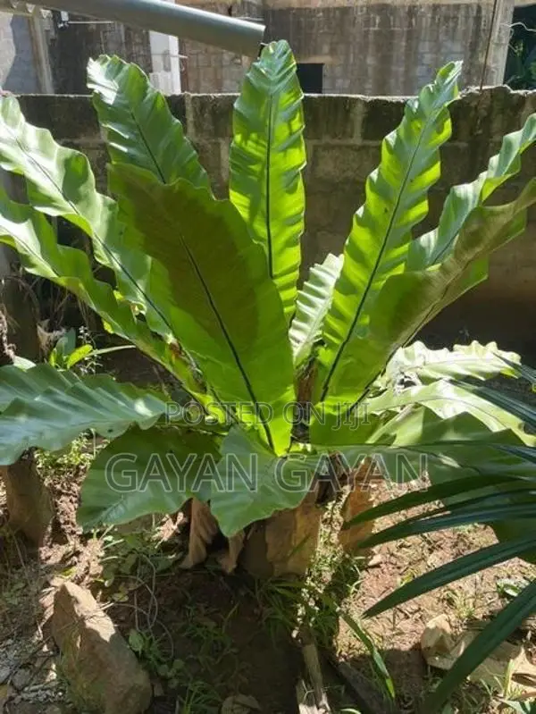 Bird Nest Plant