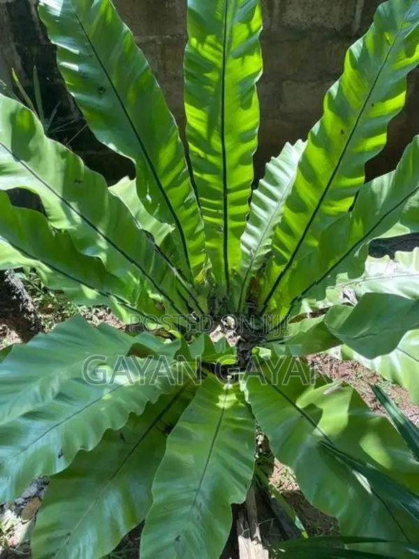 Bird Nest Plant