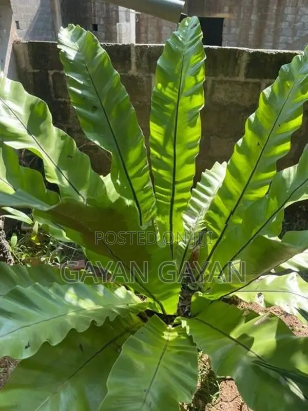 Bird Nest Plant