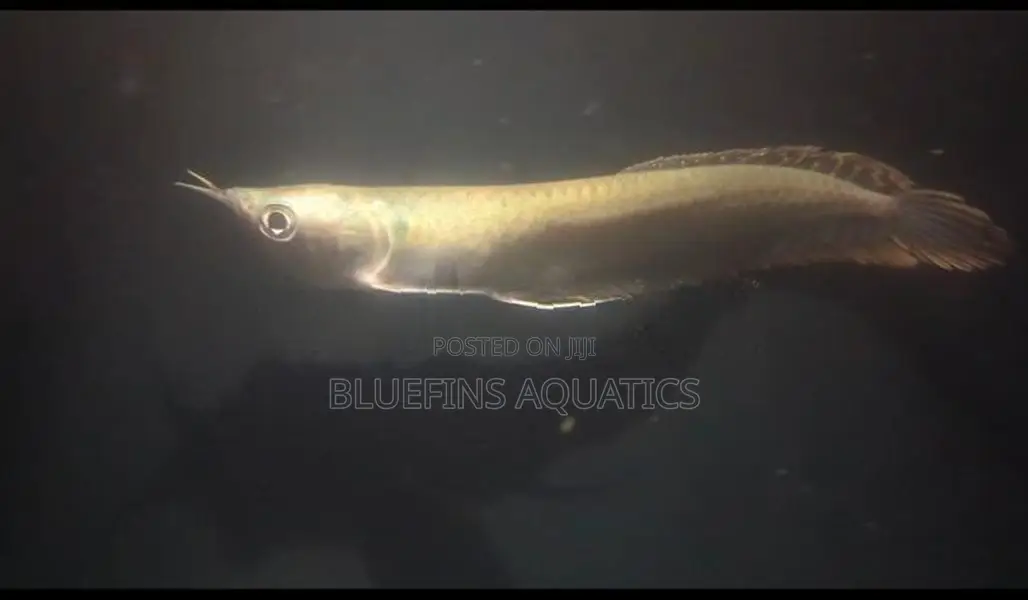 Silver Arowana