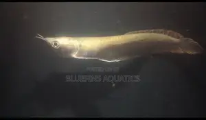Silver Arowana