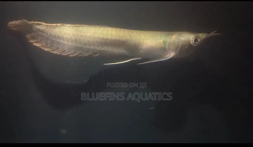 Silver Arowana