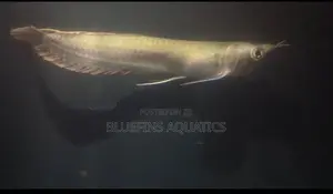 Silver Arowana