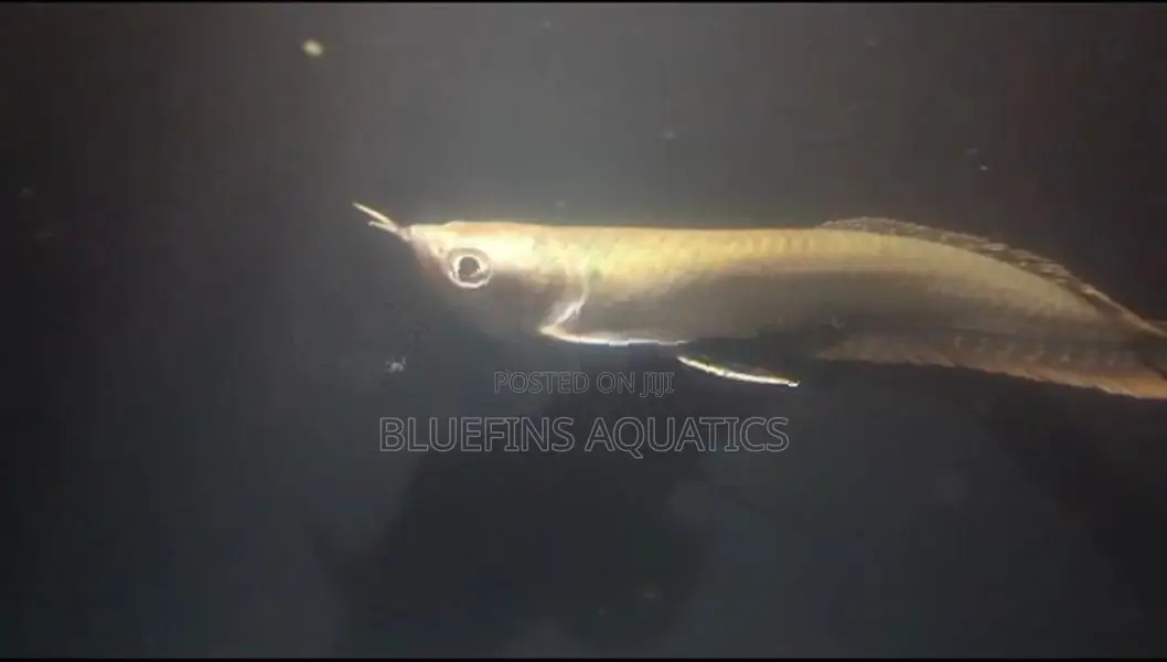 Silver Arowana