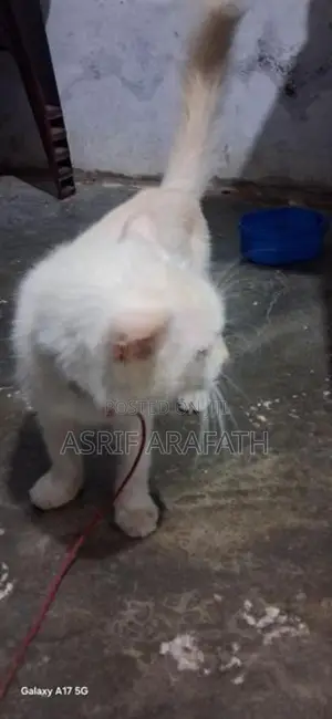 Persian Cat