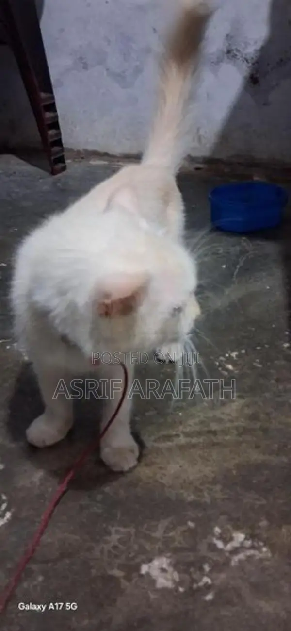 Persian Cat