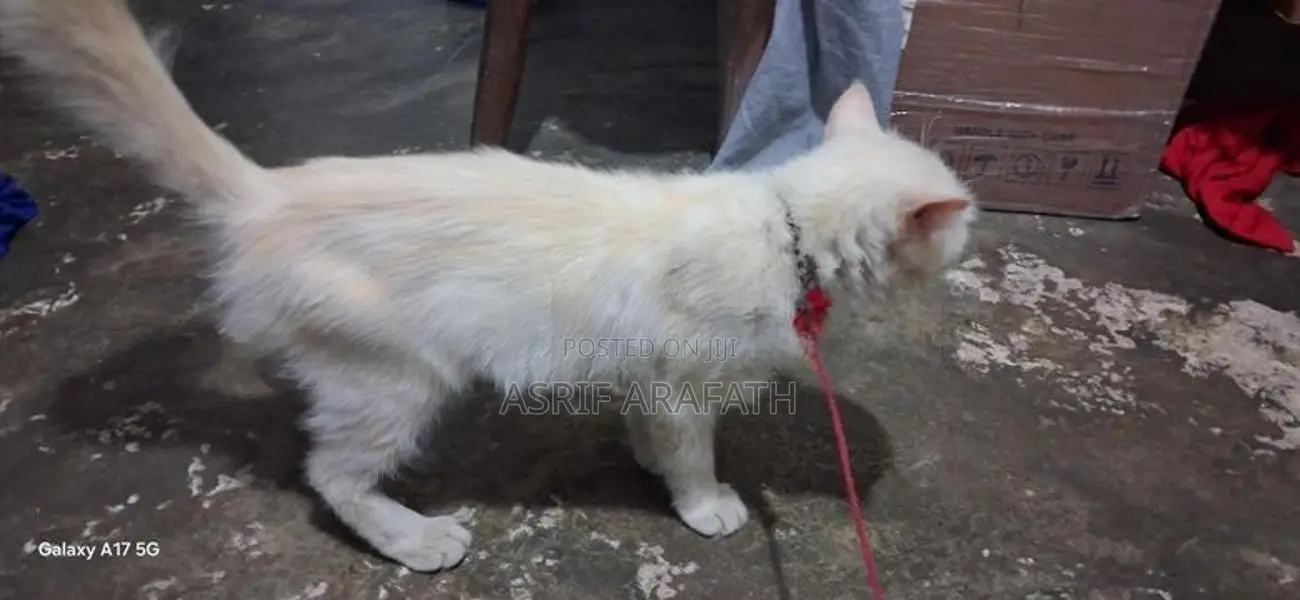 Persian Cat