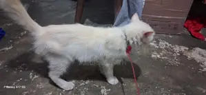 Persian Cat