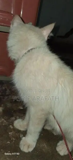 Persian Cat