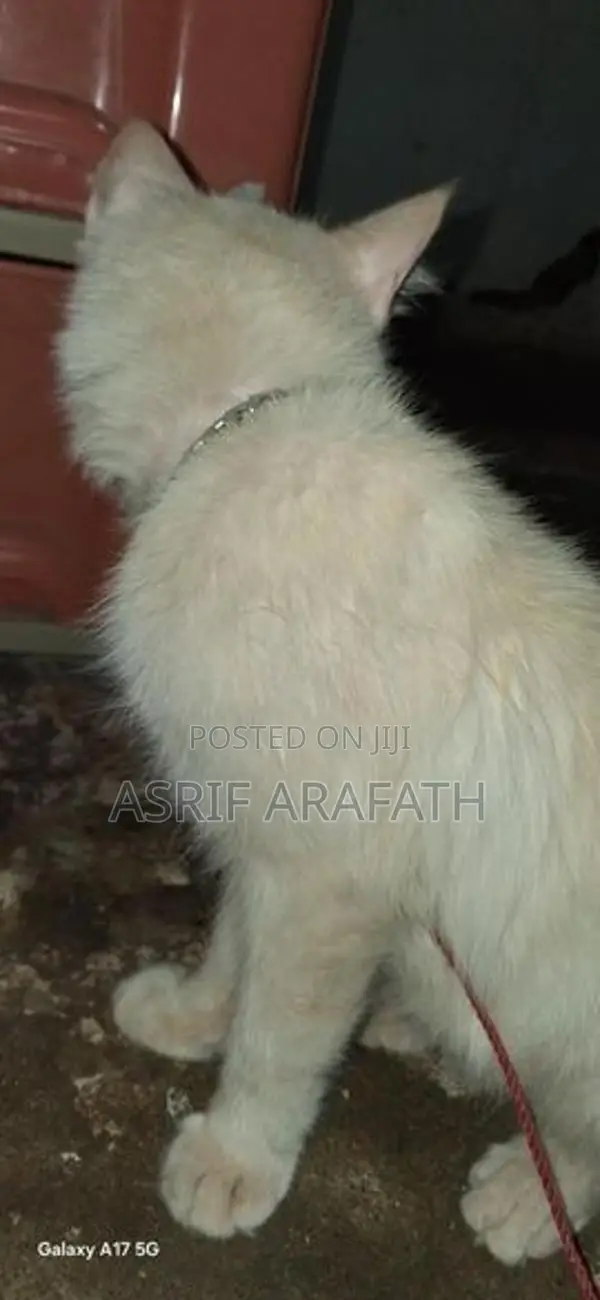 Persian Cat