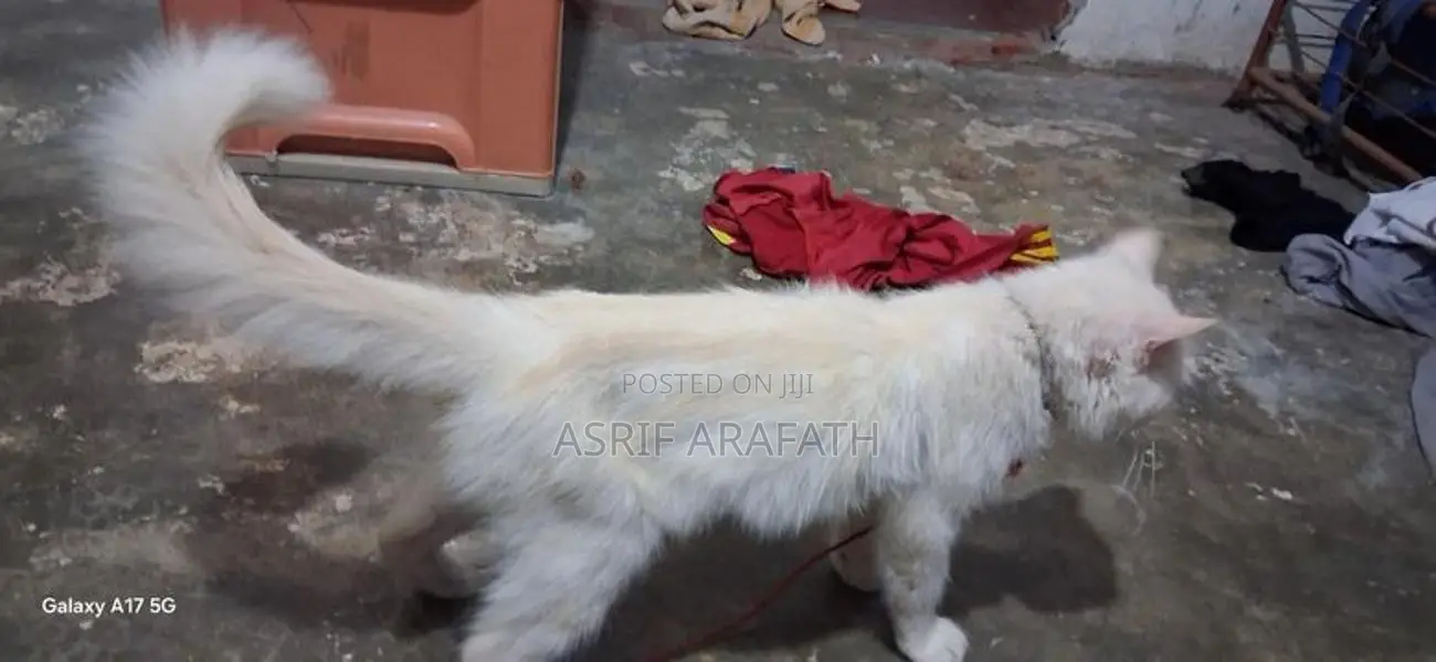 Persian Cat