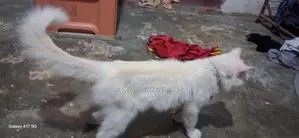 Persian Cat