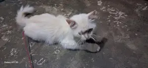 Persian Cat