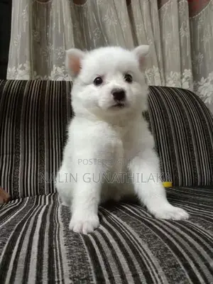 Pomeranian Puppies