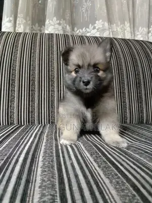 Pomeranian Puppies