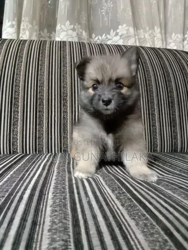 Pomeranian Puppies