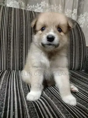 Pomeranian Puppies