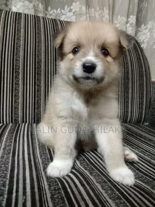 Pomeranian Puppies