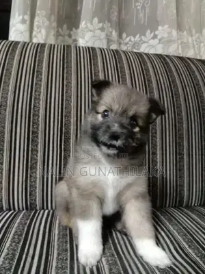 Pomeranian Puppies