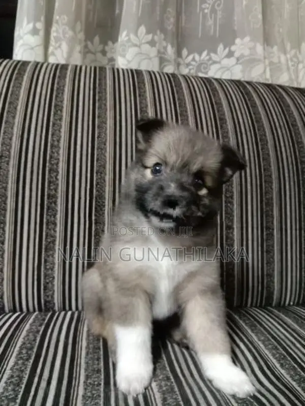 Pomeranian Puppies
