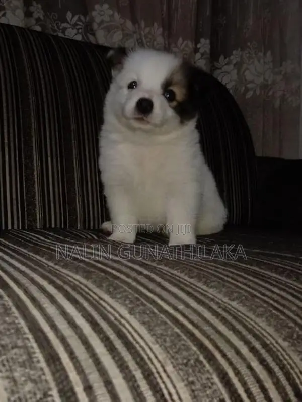 Pomeranian Puppies
