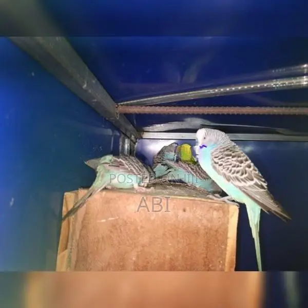 Love Birds – Breeding Pairs
