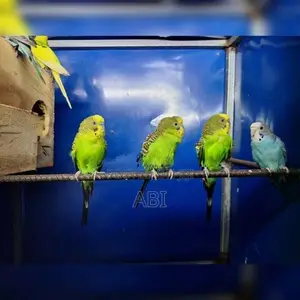 Love Birds – Breeding Pairs