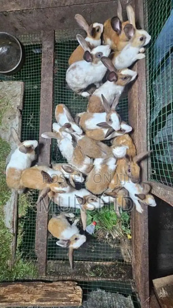 Rabbits