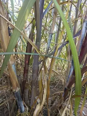 மாட்டுத்தீவன புல் நடுகை தடி