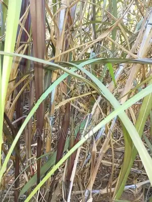 மாட்டுத்தீவன புல் நடுகை தடி