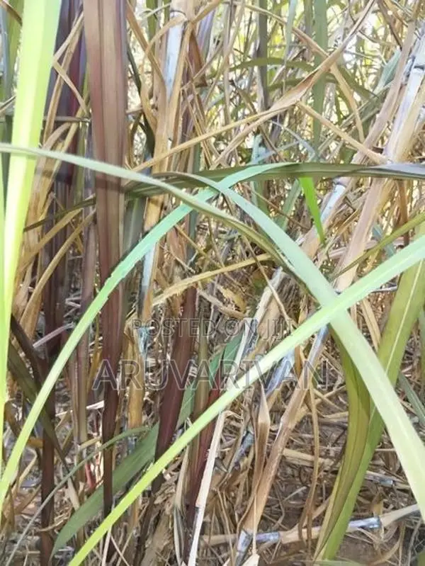 மாட்டுத்தீவன புல் நடுகை தடி