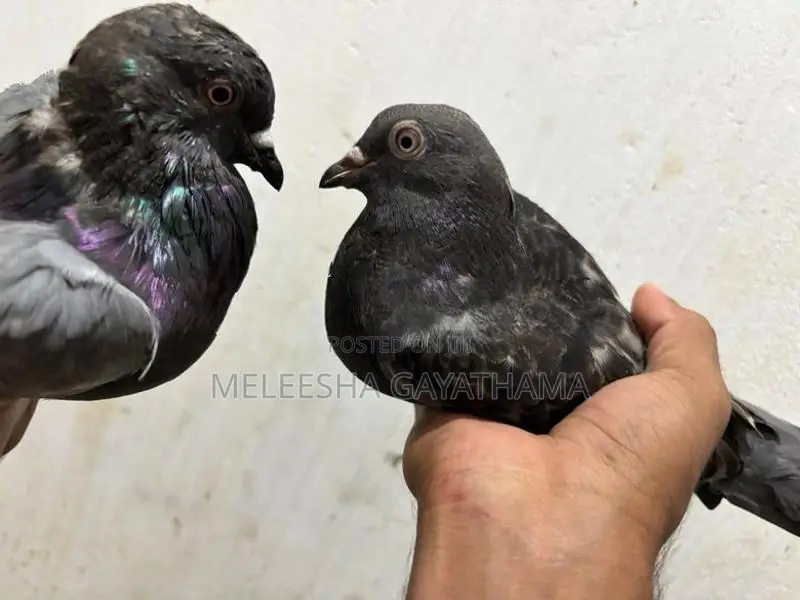 Timing Paravi
