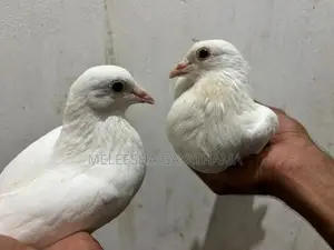 Timing Paravi