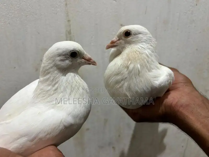 Timing Paravi