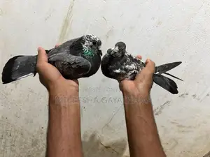 Timing Paravi