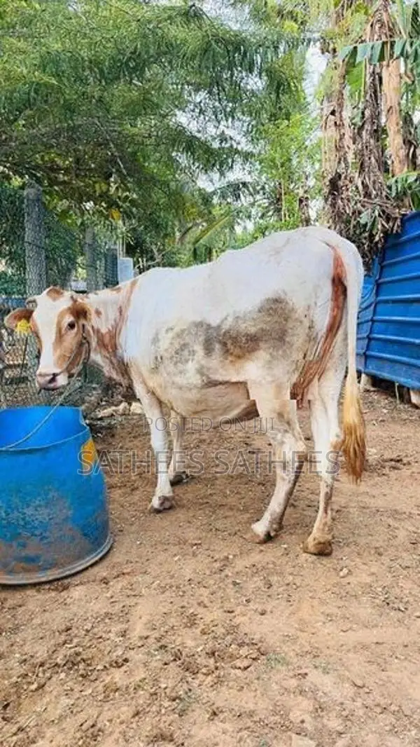 Farm Cow