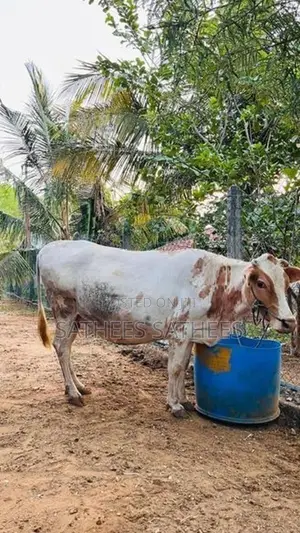 Farm Cow