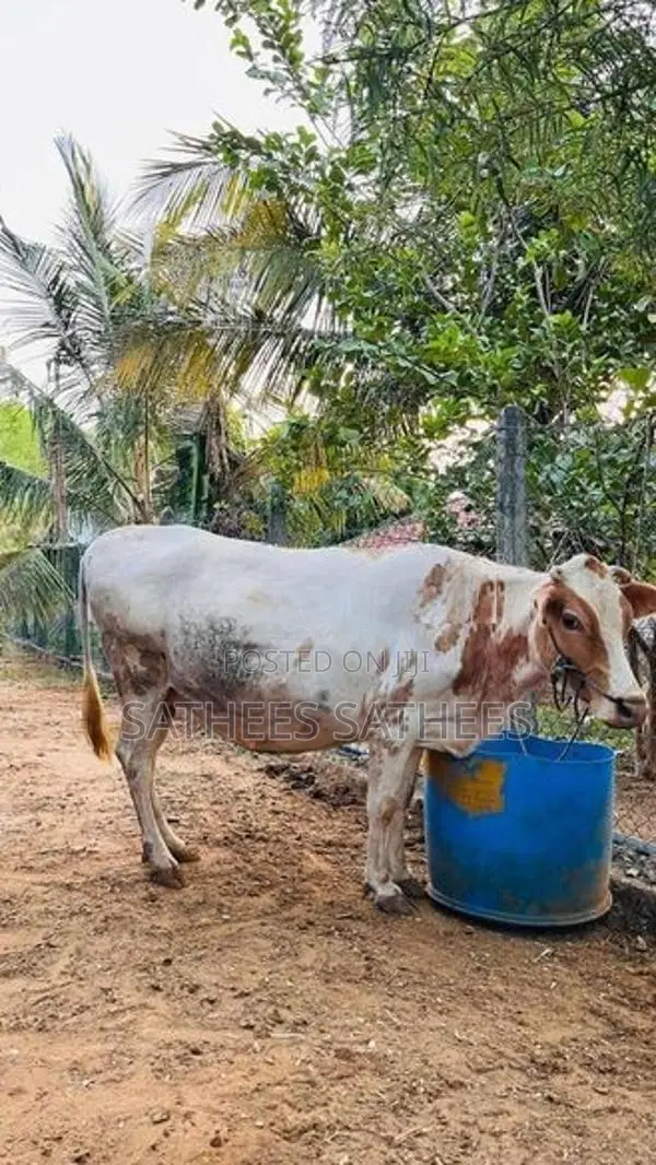 Farm Cow