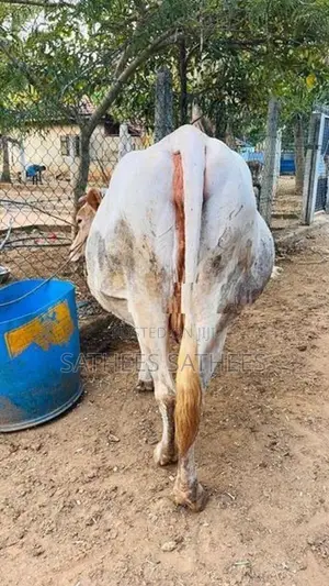 Farm Cow
