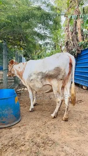 Farm Cow