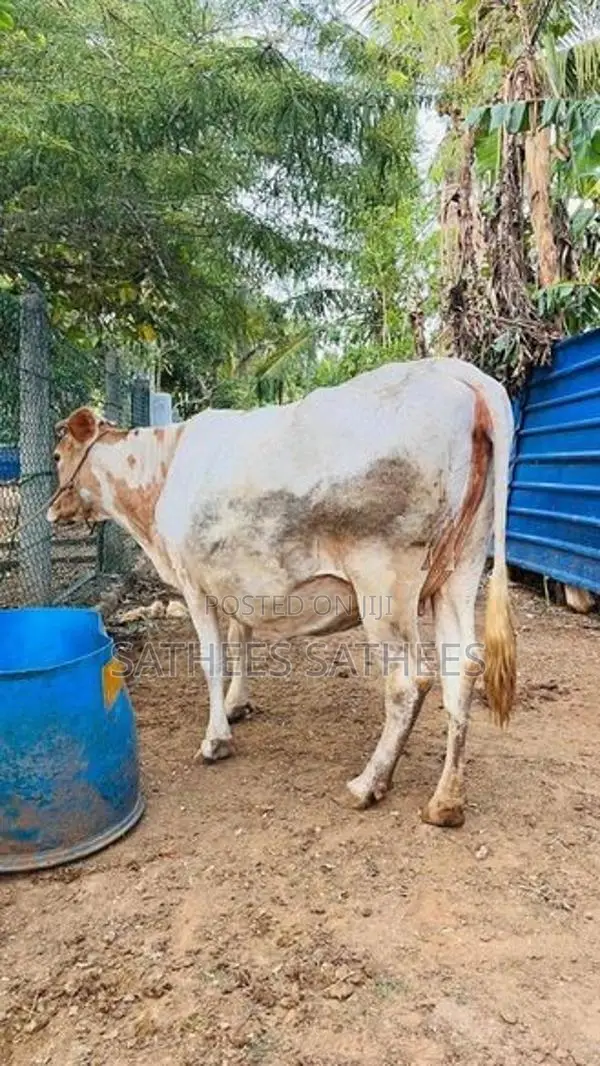 Farm Cow