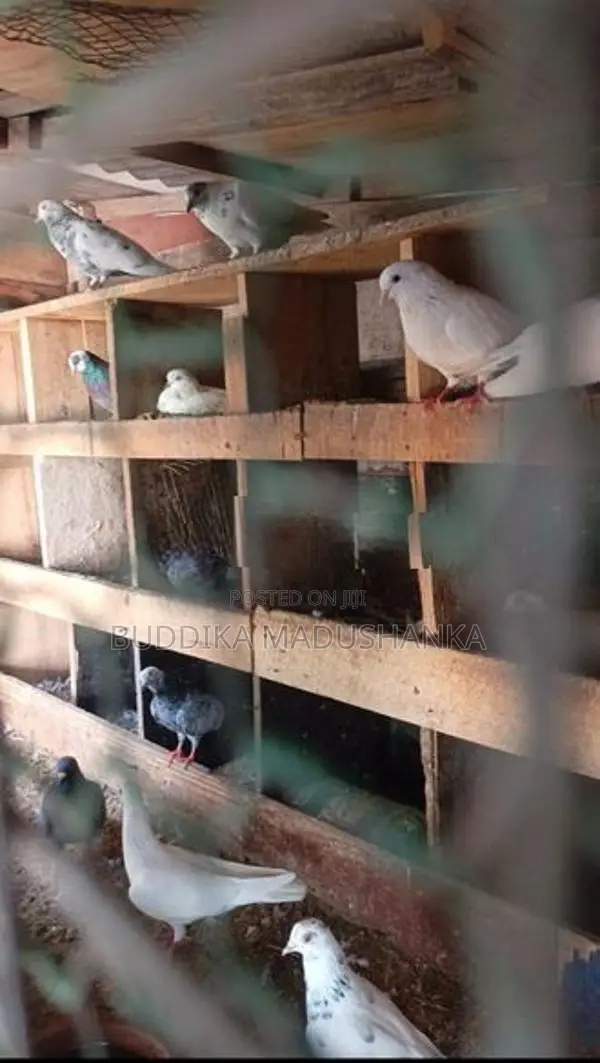 පරවියන්